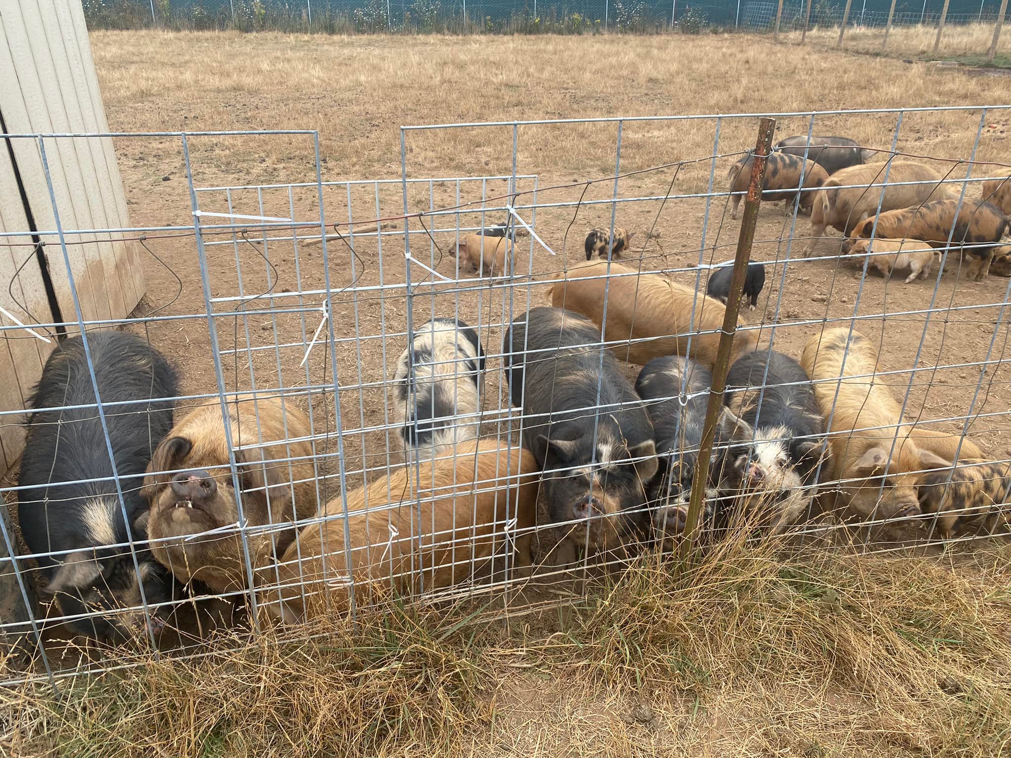 The Gornick Family Farm