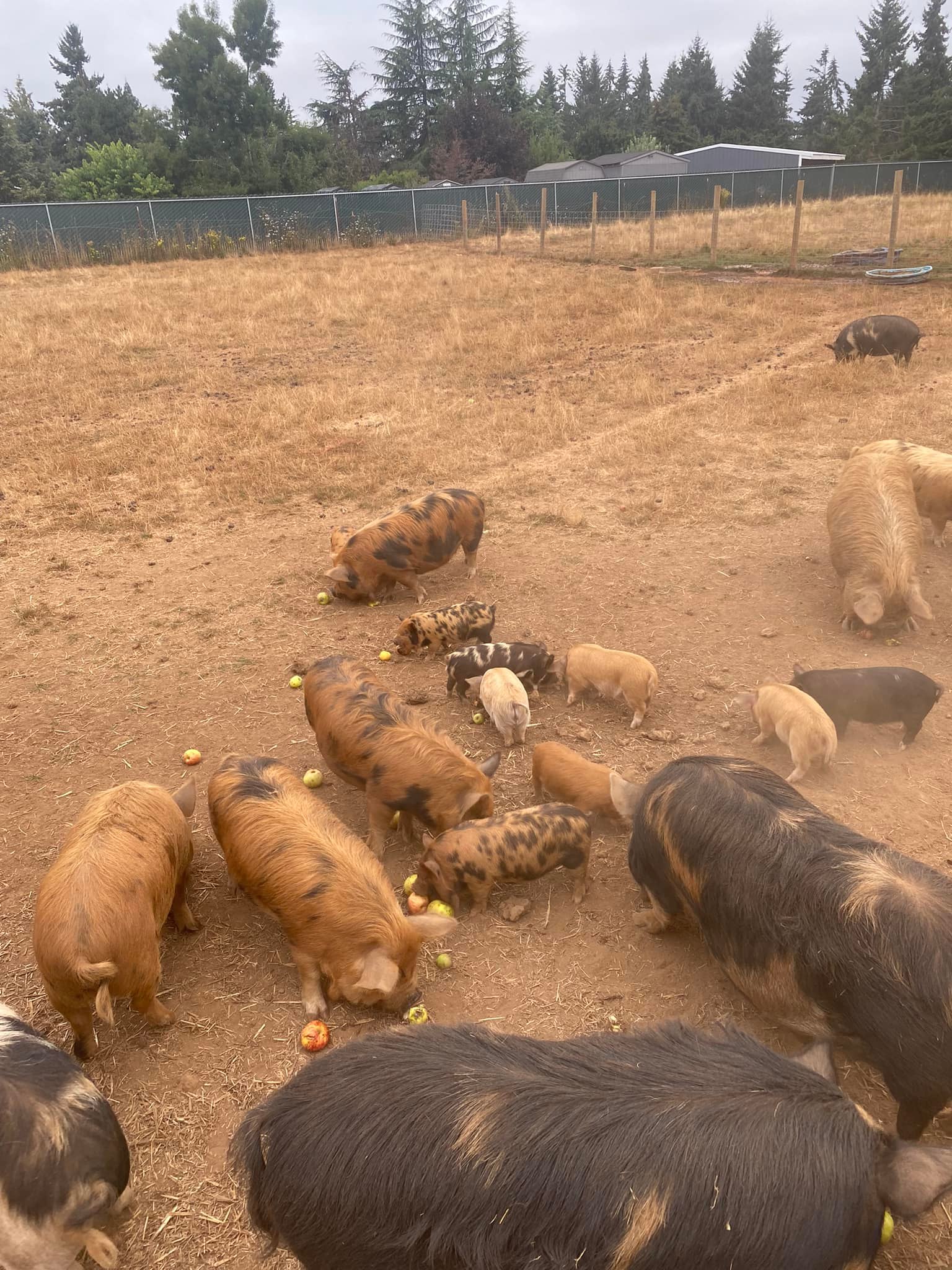The Gornick Family Farm