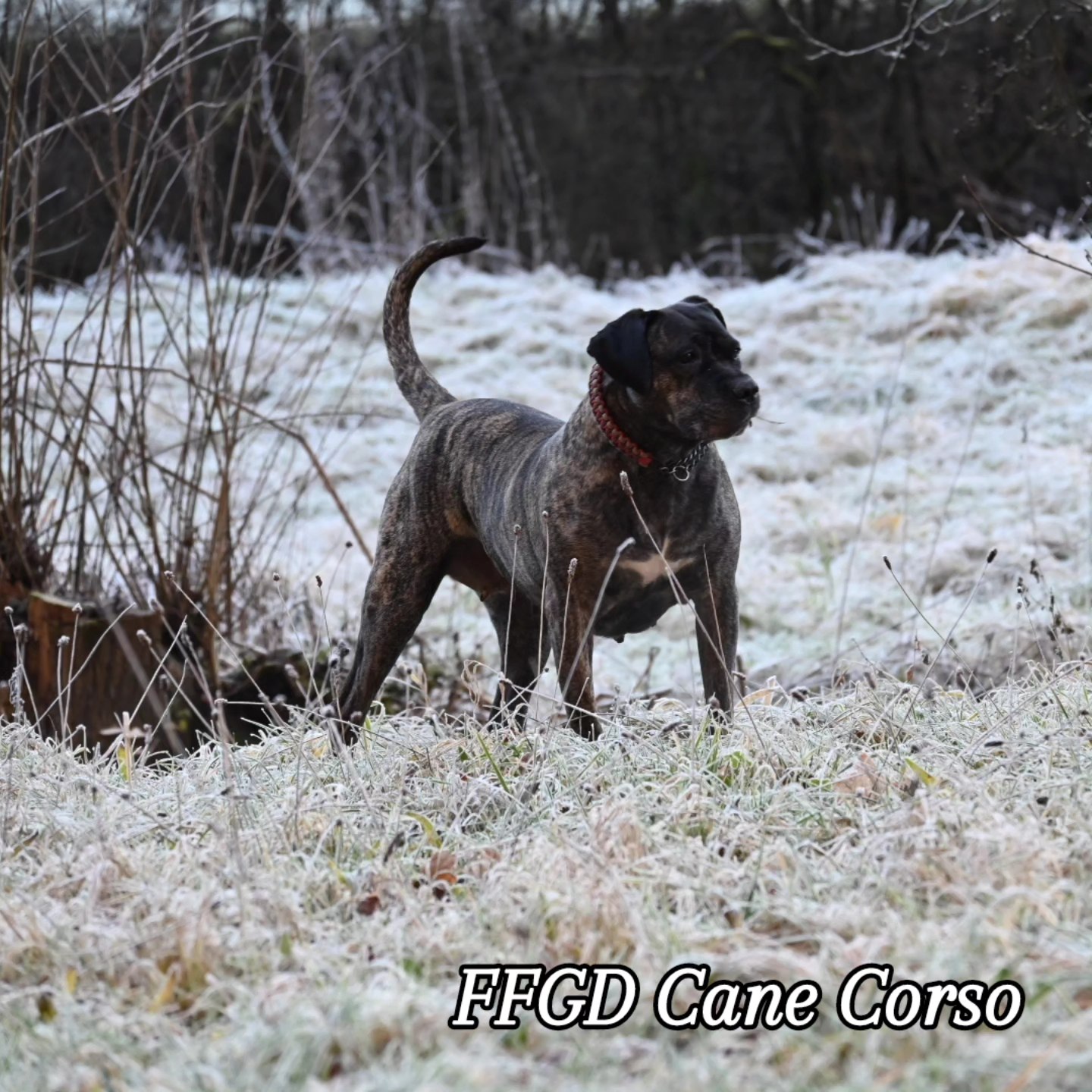 Heutiger Spaziergang mit FFGD... - Finest Family Guard Dogs | Facebook