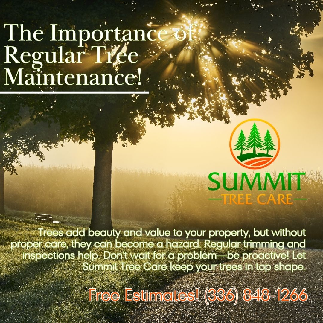 Summit Tree Care, LLC | Summerfield NC