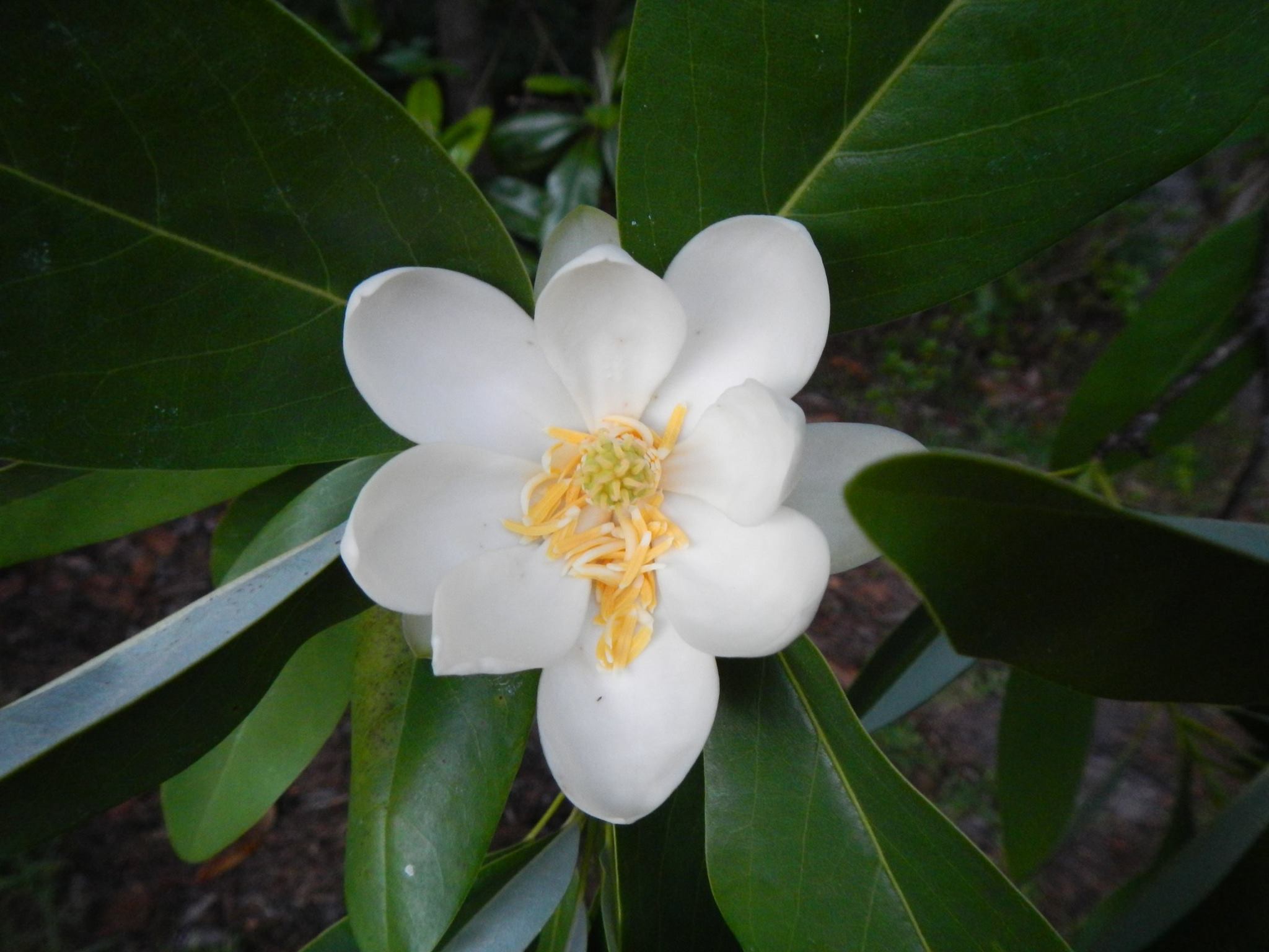 The Pyramid Magnolia is now in... - Port Hampton Plantation | Facebook