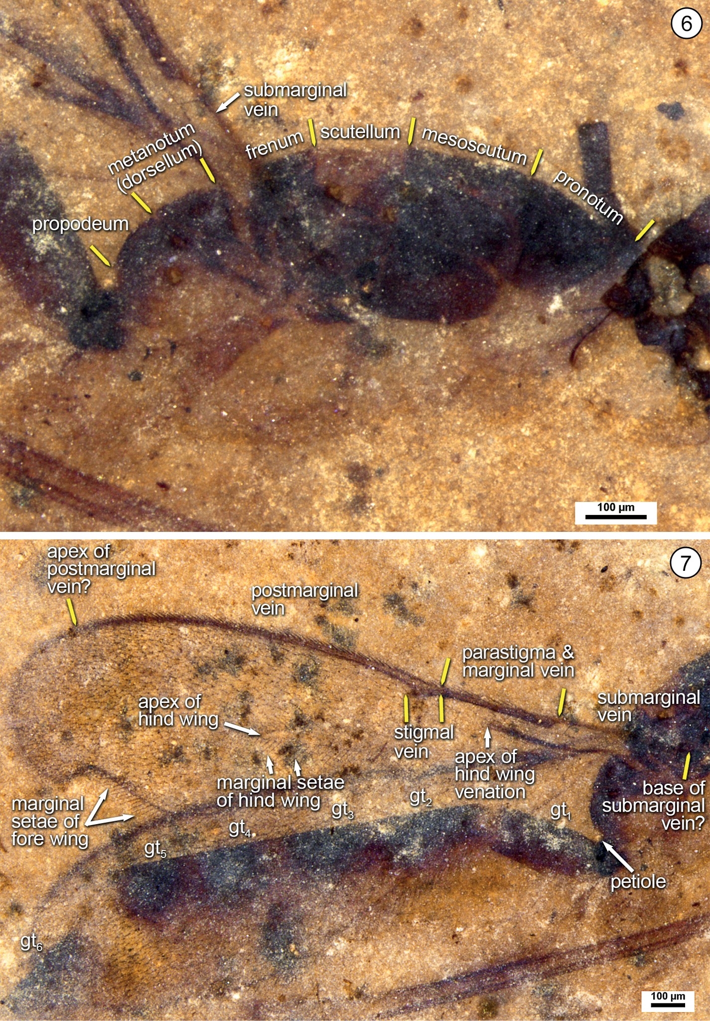 A new compression fossil,... - Hymenoptera Research | Facebook