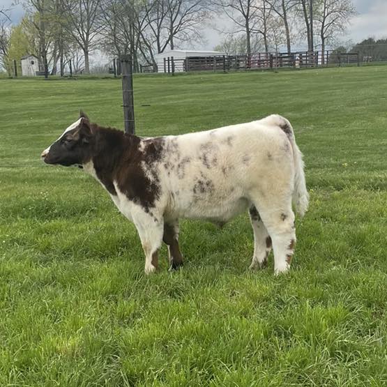 RVC Farms | Cedarville OH