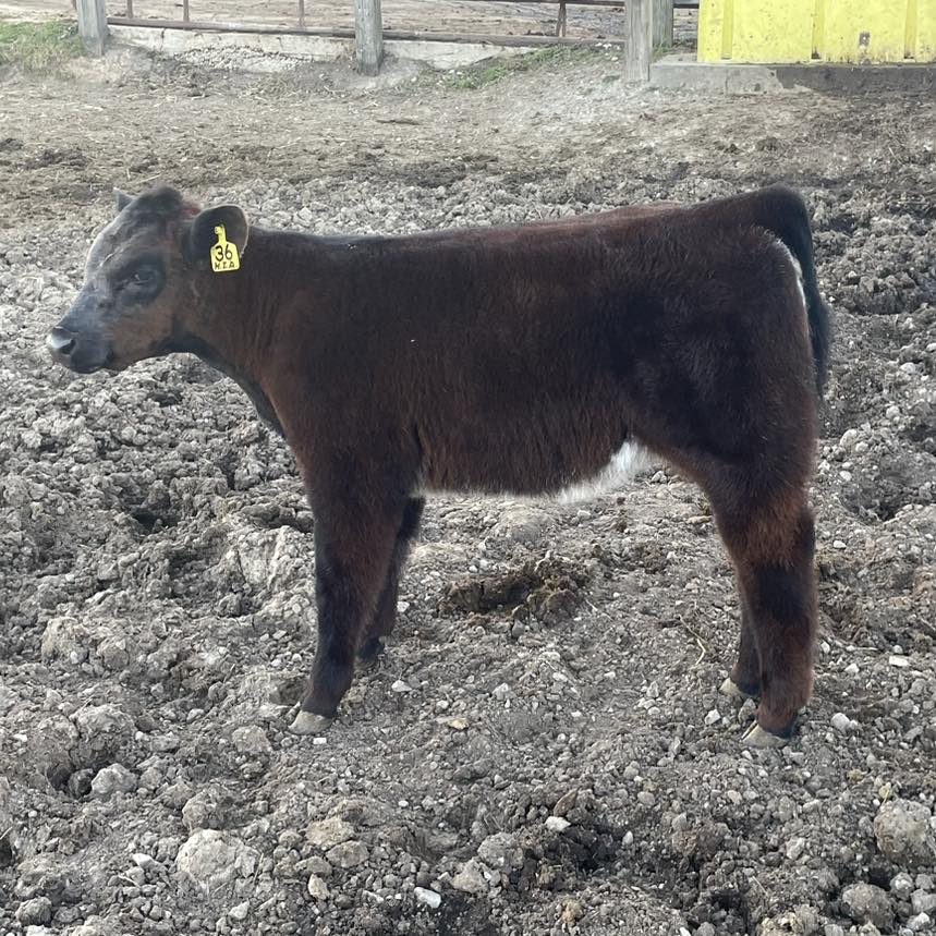 RVC Farms | Cedarville OH