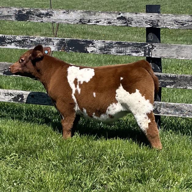 RVC Farms | Cedarville OH