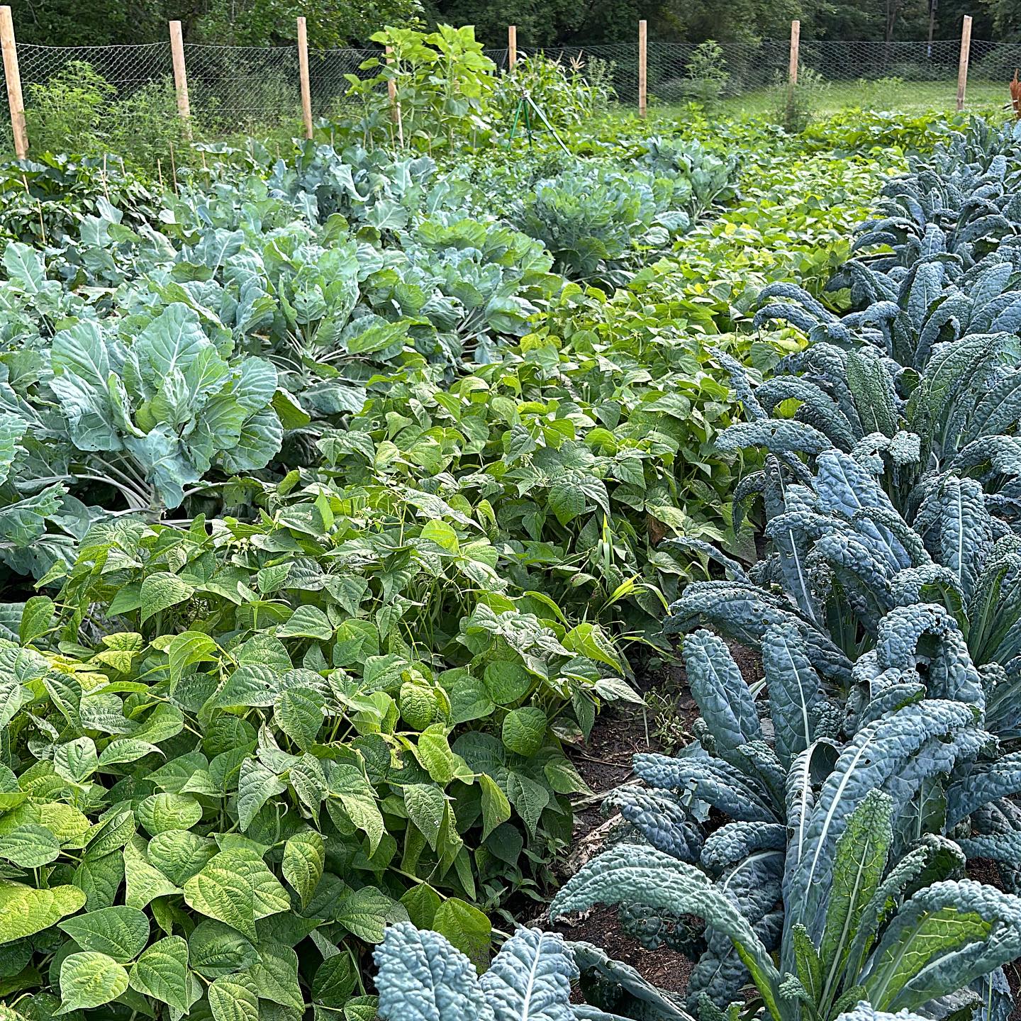 Lily & Sage Farm | Byron Center MI