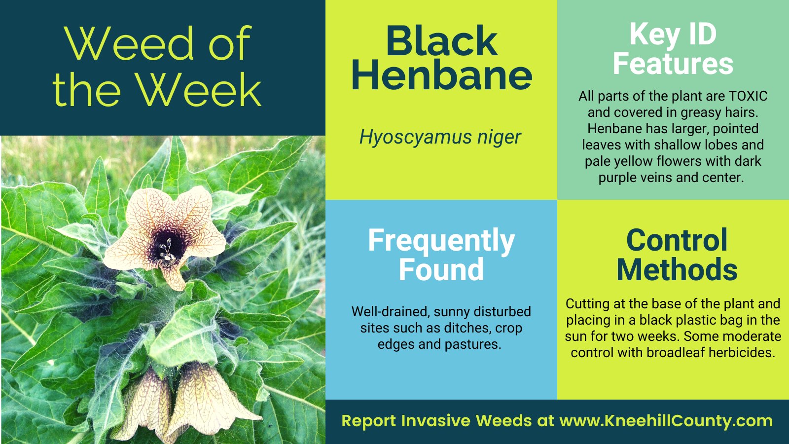 Kneehill County - 🌱 Weed of the Week: Black Henbane 🌱...