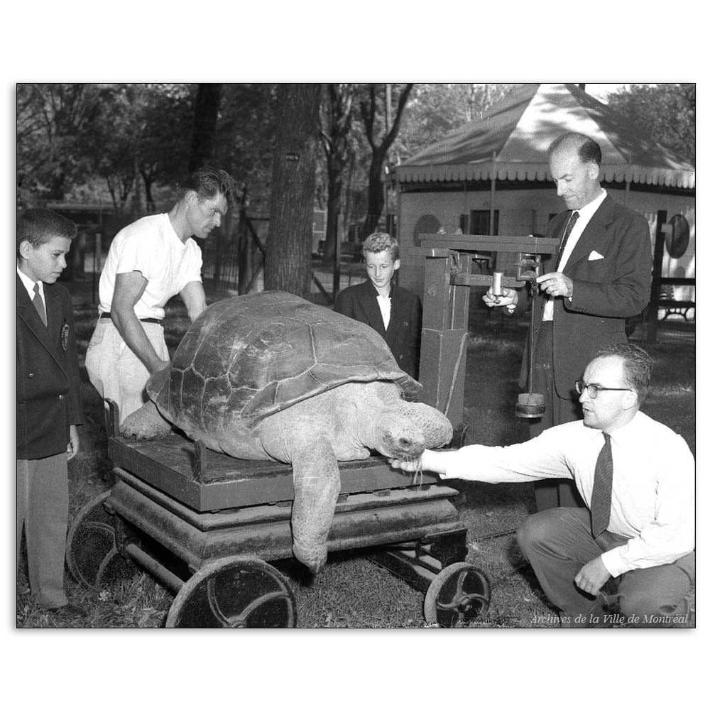 It begs the question, how did they get the tortoise on the scale? # ...