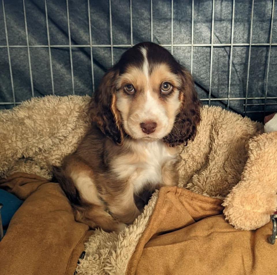Dachshund puppies for adoption | Facebook