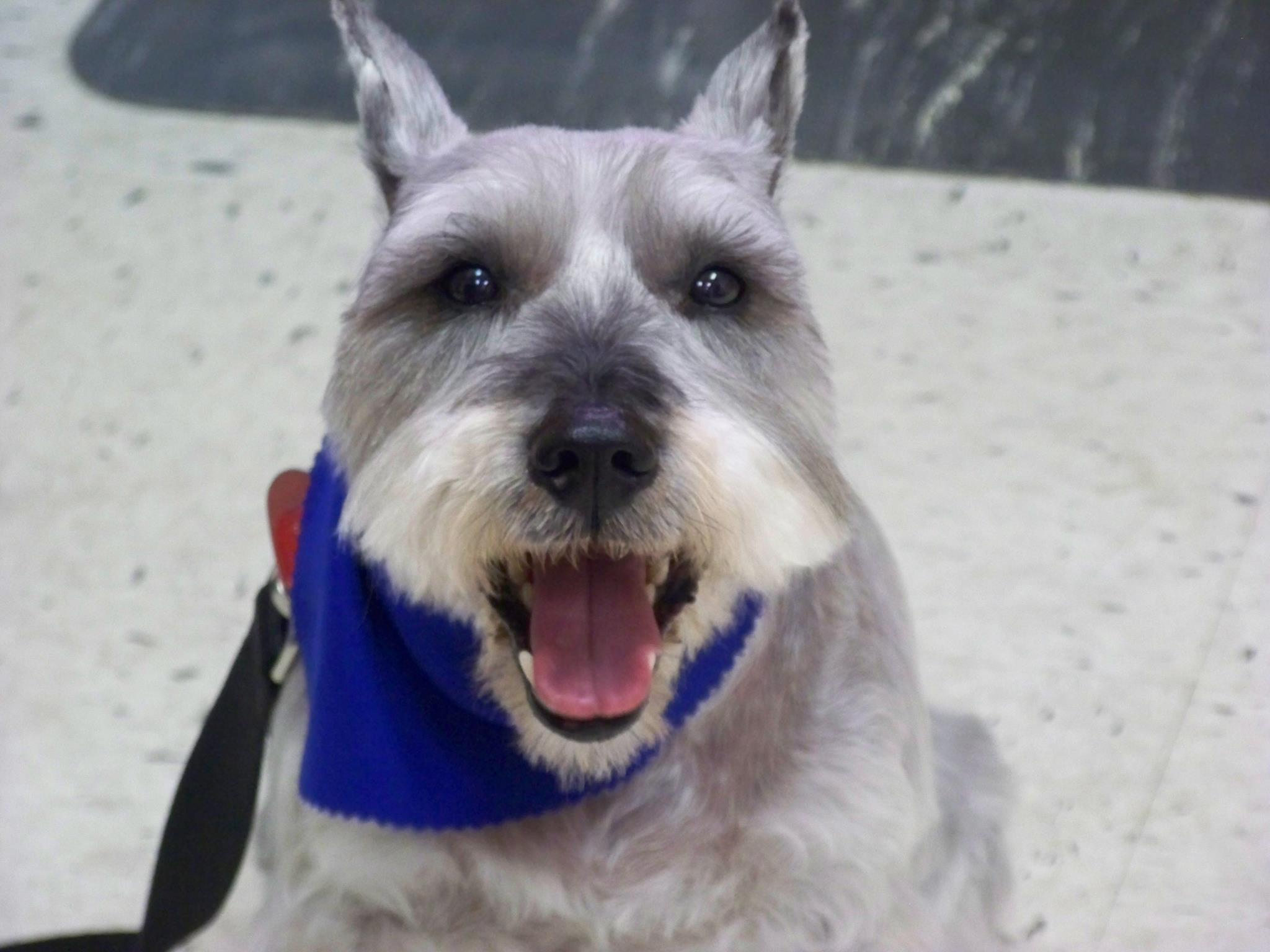 All Paws Dog and Cat Grooming Coal City IL