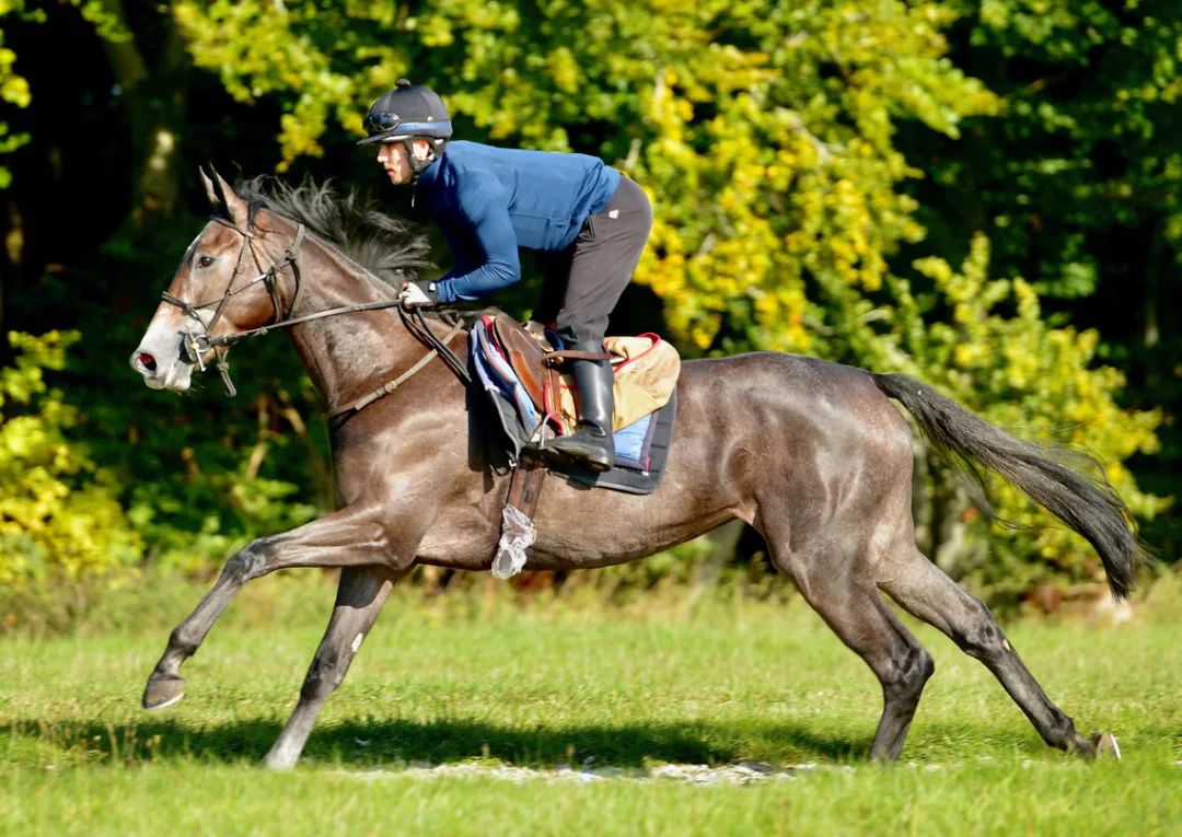 Sumo Sam (Nathaniel ex... - Oliver Cole Racing at Whatcombe. | Facebook