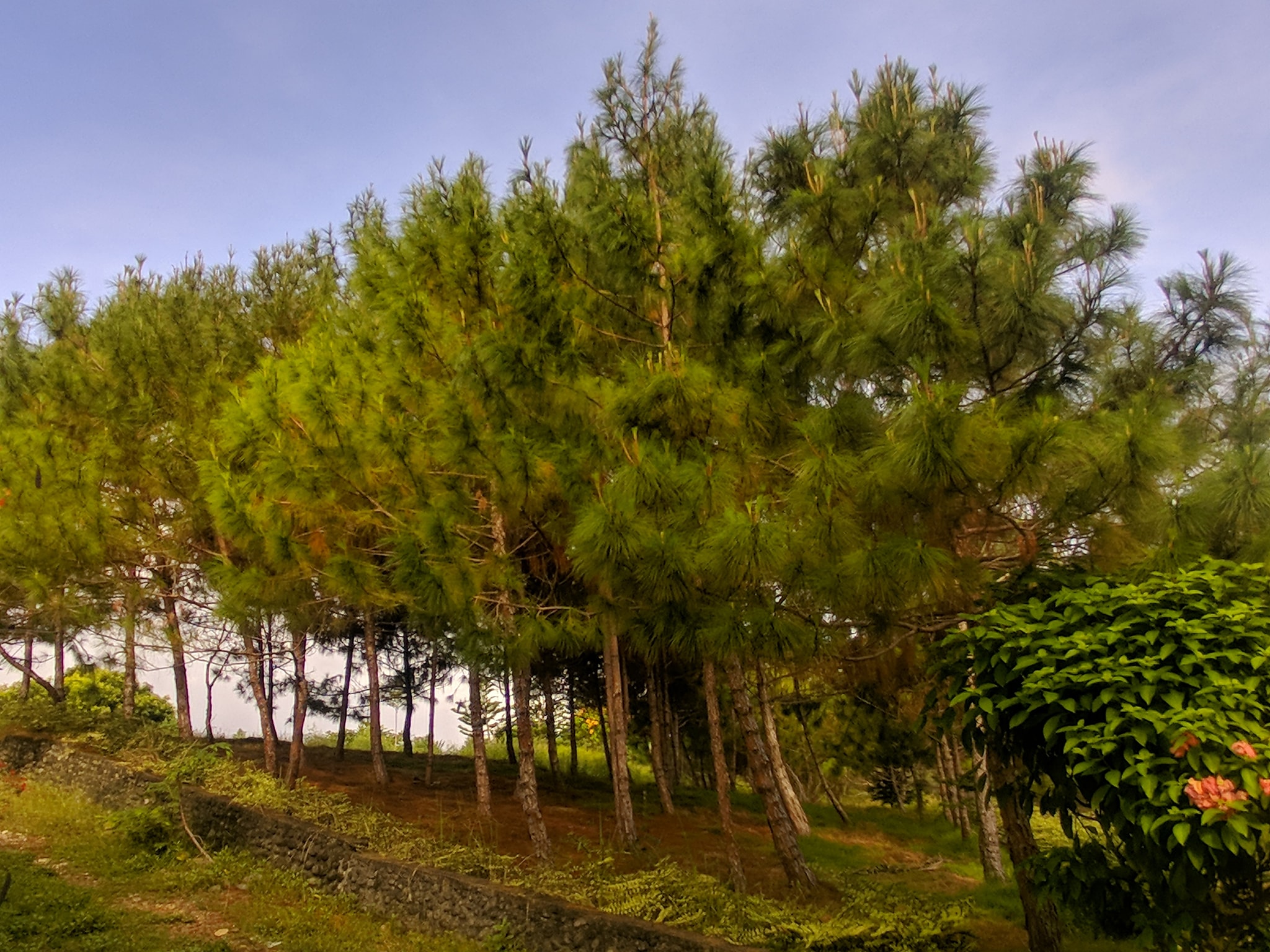 D Farm - Misom Baliangao Misamis Occidental