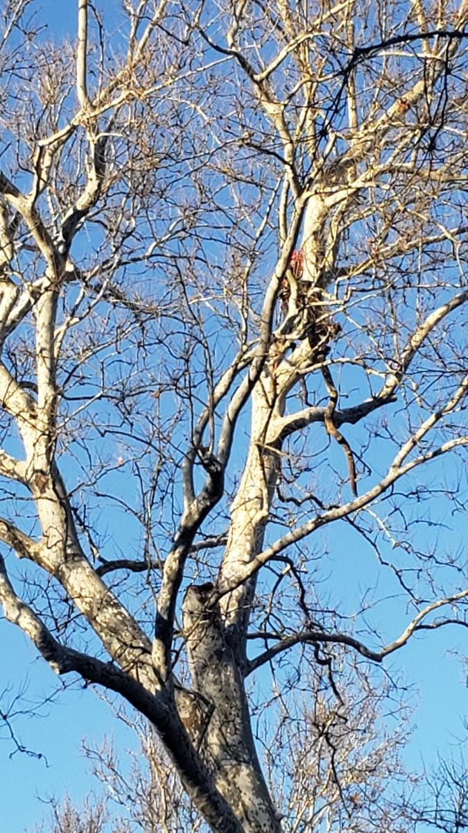 Top notch tree care and landscaping llc | Ivyland PA