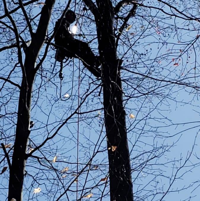 Top notch tree care and landscaping llc | Ivyland PA