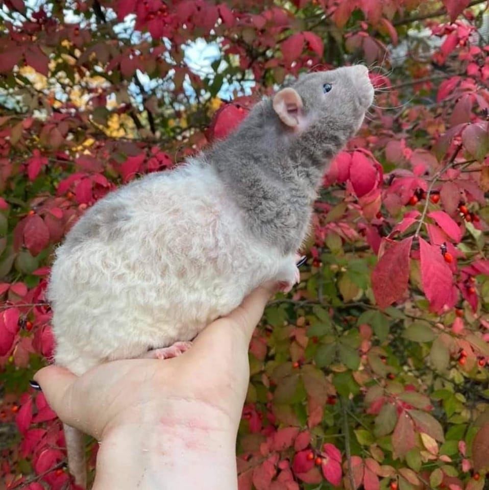 Comment below. ️ - 📸 Via Via: @ratness_ | Rat Unity | Facebook