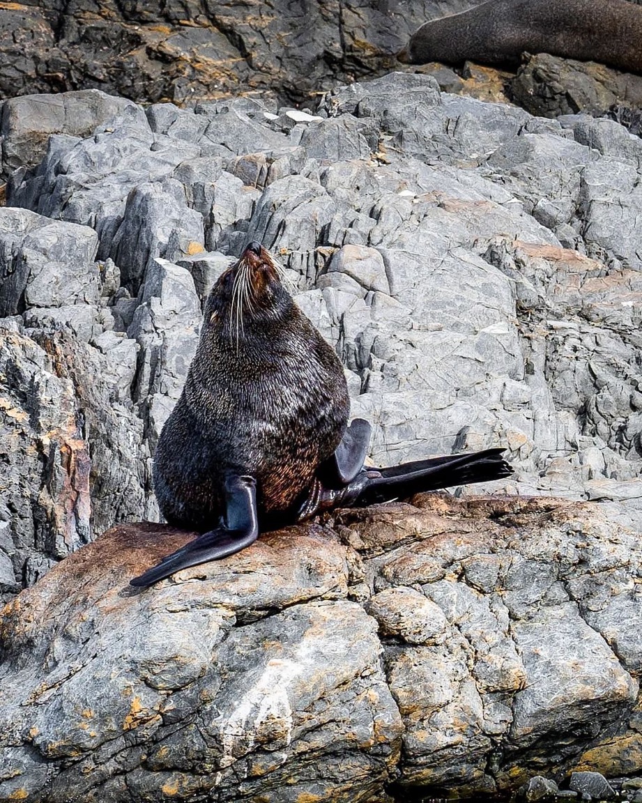 The seal colony at Red Rocks... - Wellington City Council | Facebook