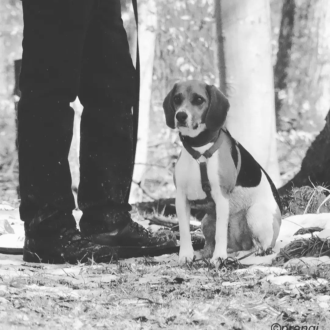 Working Beagle