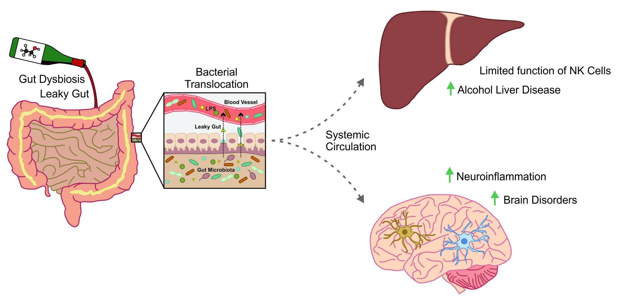 Marion - “Anatomy of Alcohol” - Week 3 – The Digestive System o Alcohol ...