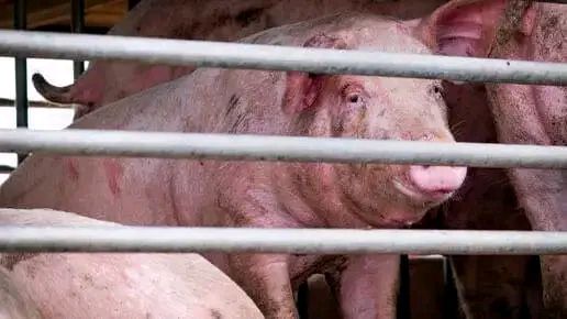 Dr. - What is African Swine fever? African Swine Fever (ASF) is a ...
