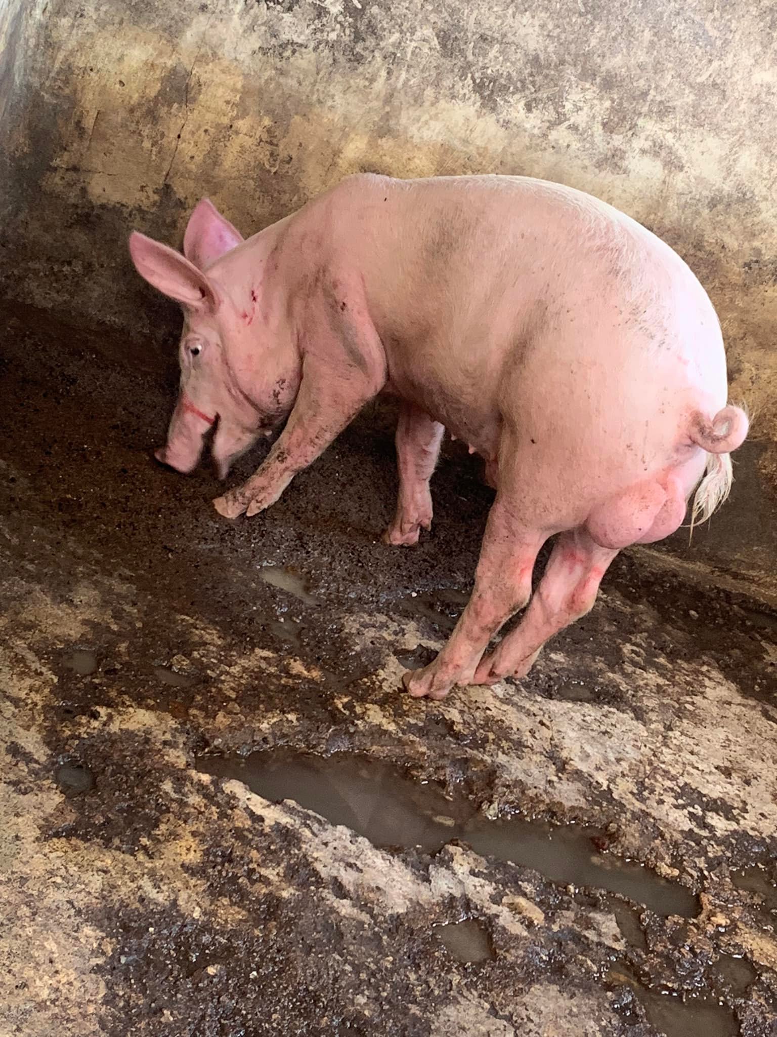 How to identify a 70kg pig