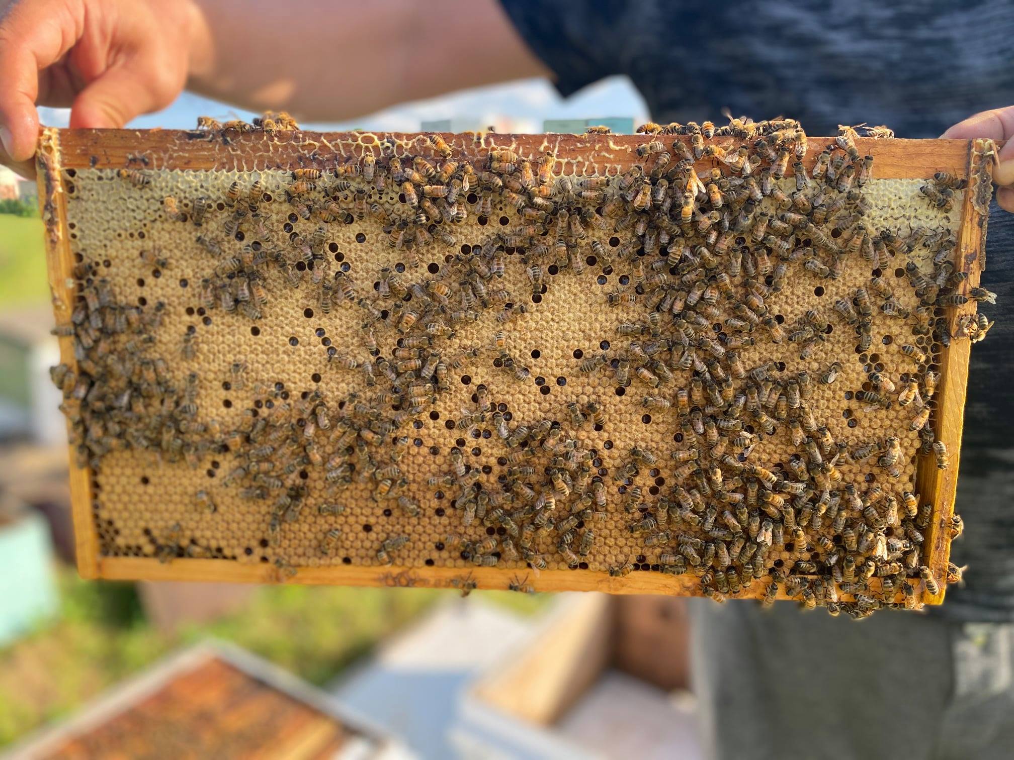 Lucky Bee Honey Lucky Bee Honey added a new photo.