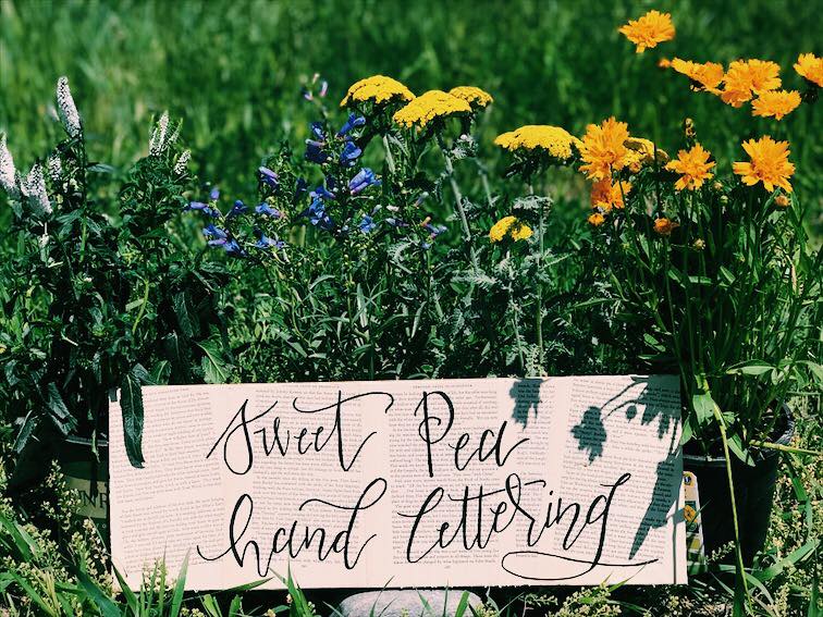 Sweet Pea Hand Lettering