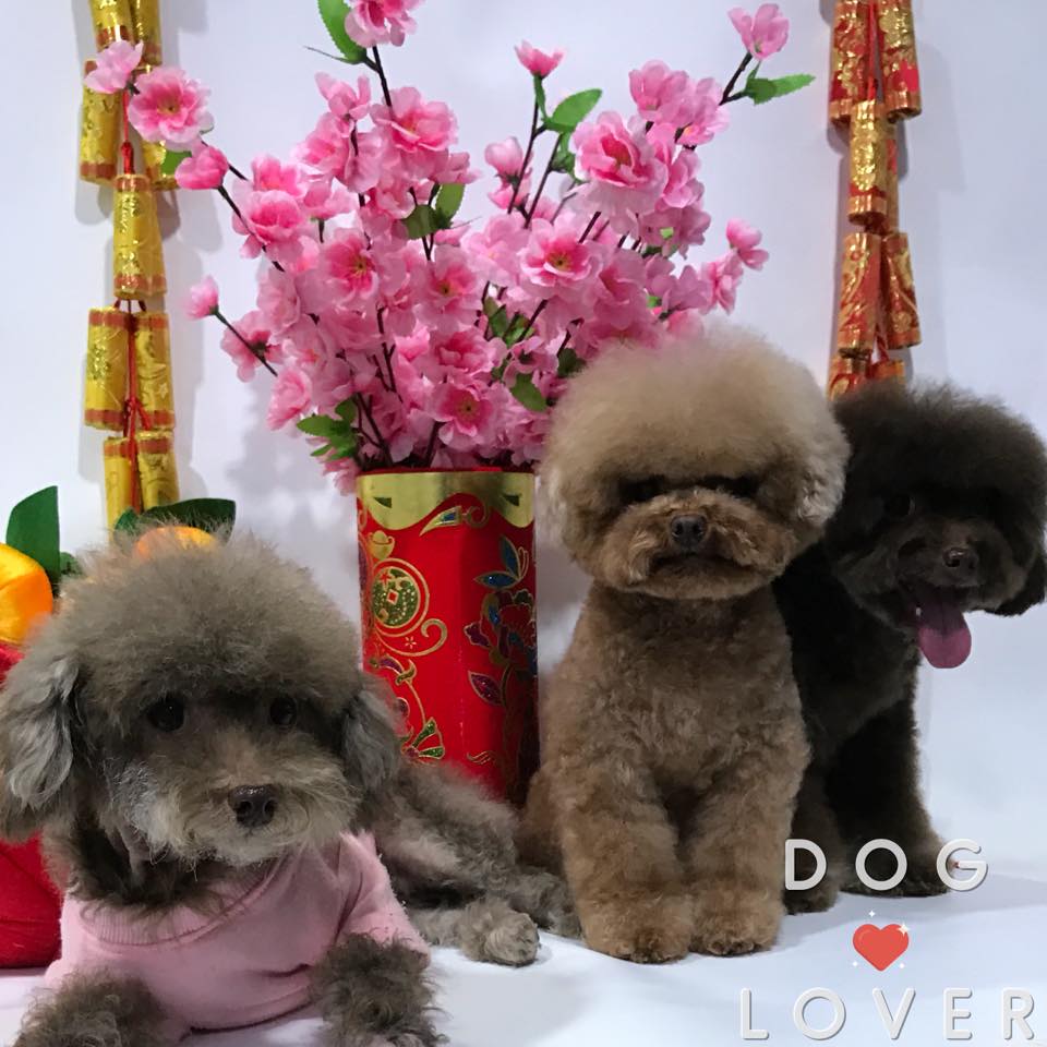 Dog.lover - 🐶多多 朱朱 SZE SZE 一家三口黎張大合照先 -#沖洗服務🛁...