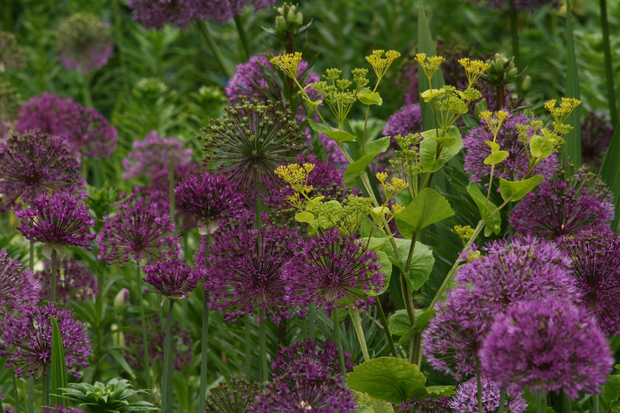 Bulbs for Fall Planting with Riz Reyes (Webinar)