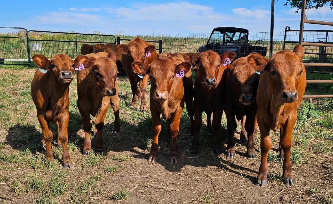 Double B Show Cattle added a new photo. - Double B Show Cattle