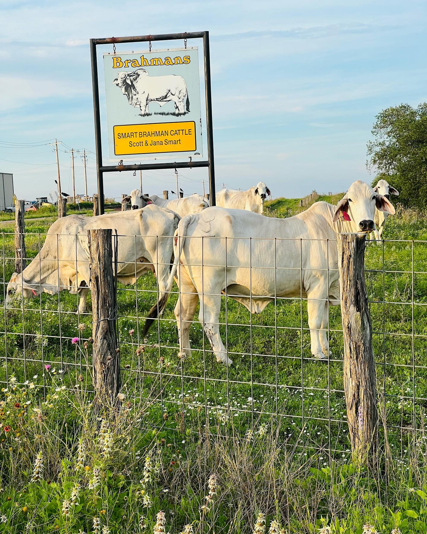 The Smart Ranch, Nordheim Division - Smart Brahman Cattle | Facebook