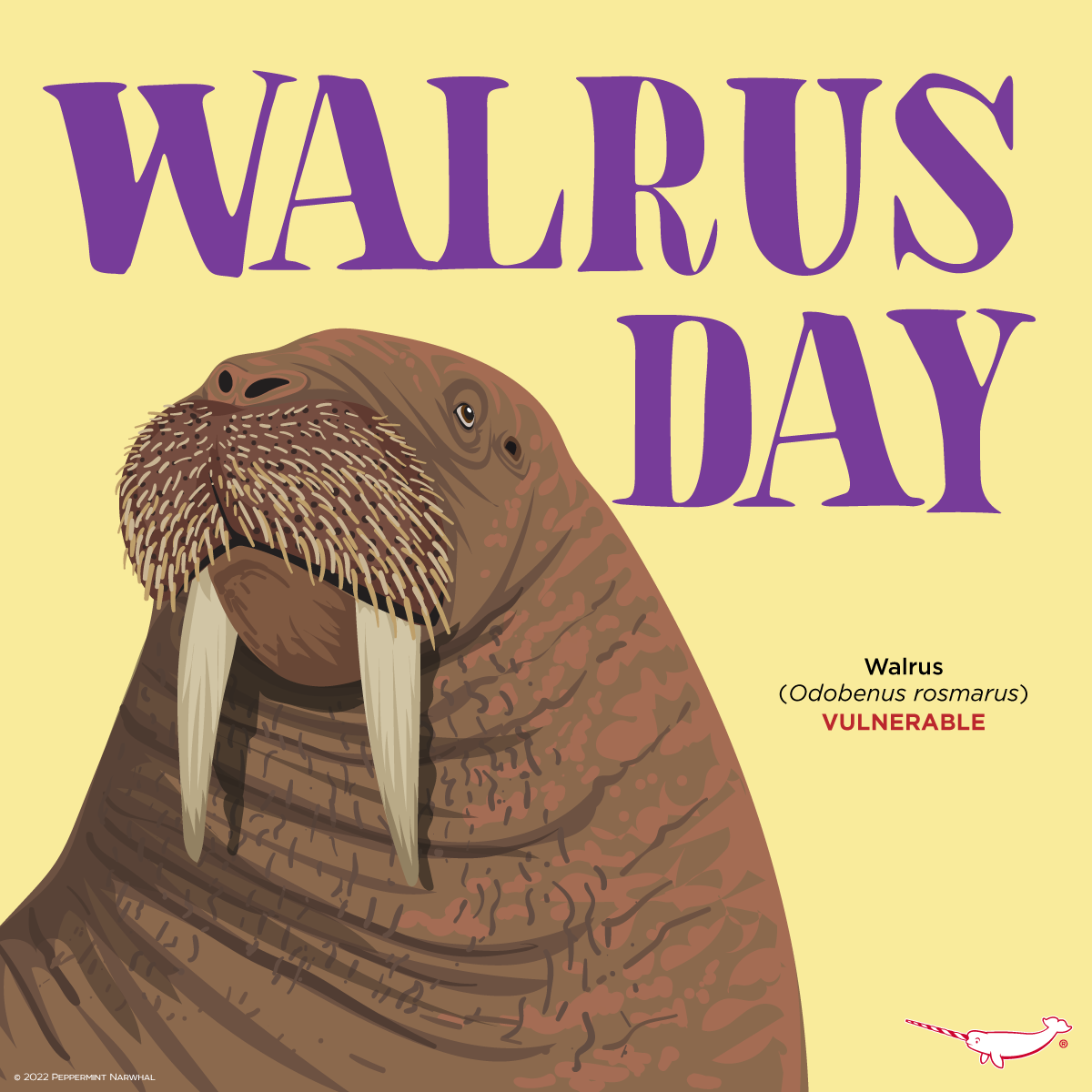 Peppermint - Happy Walrus Day! Did You Know?: The Walrus (Odobenus ...