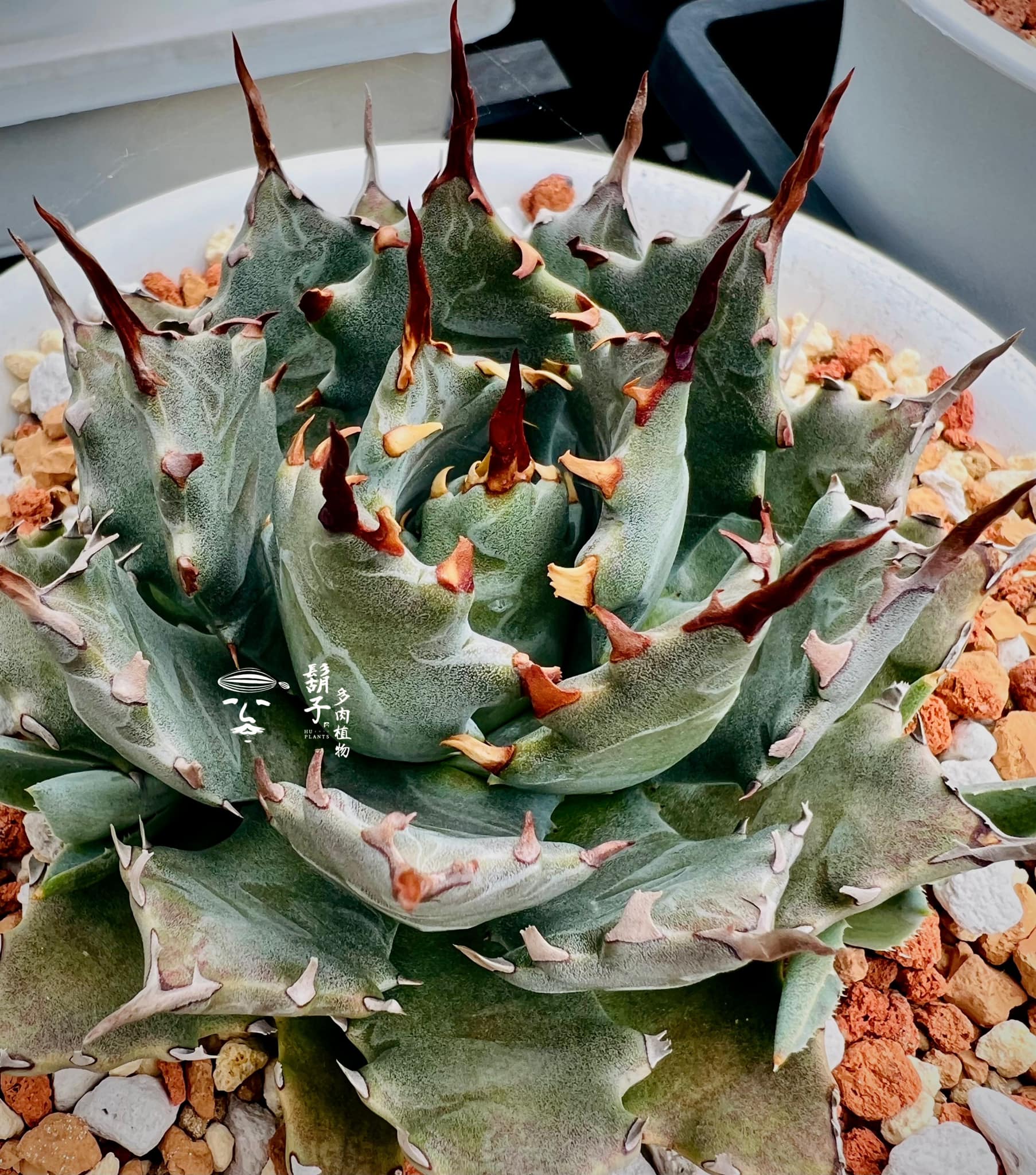 Hybrid Agave 『邪靈』 🥀 我很喜歡怪力亂神這個詞裡蘊藏著的生命力那