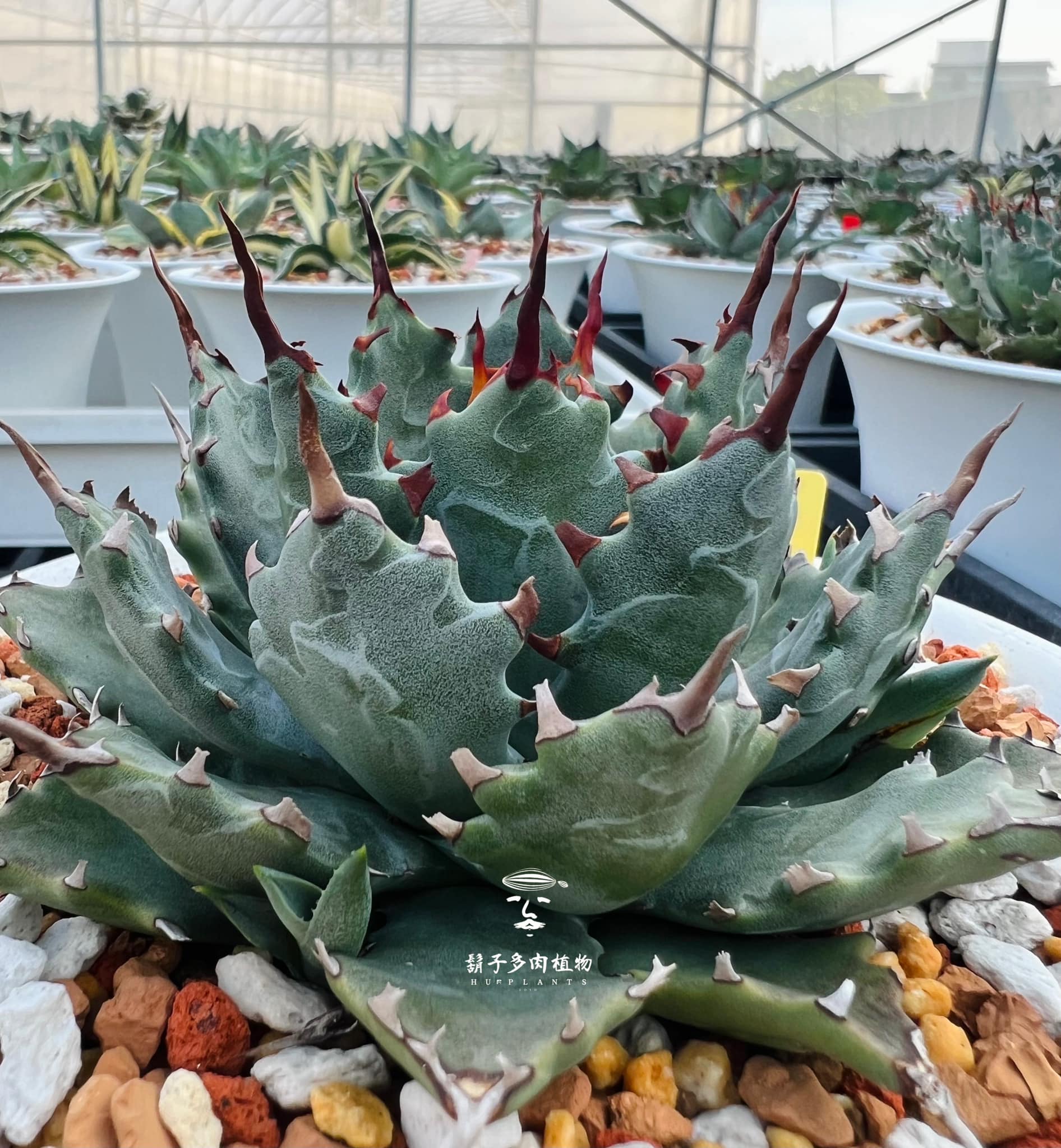 Hybrid Agave 『邪靈』 🥀 我很喜歡怪力亂神這個詞裡蘊藏著的生命力那