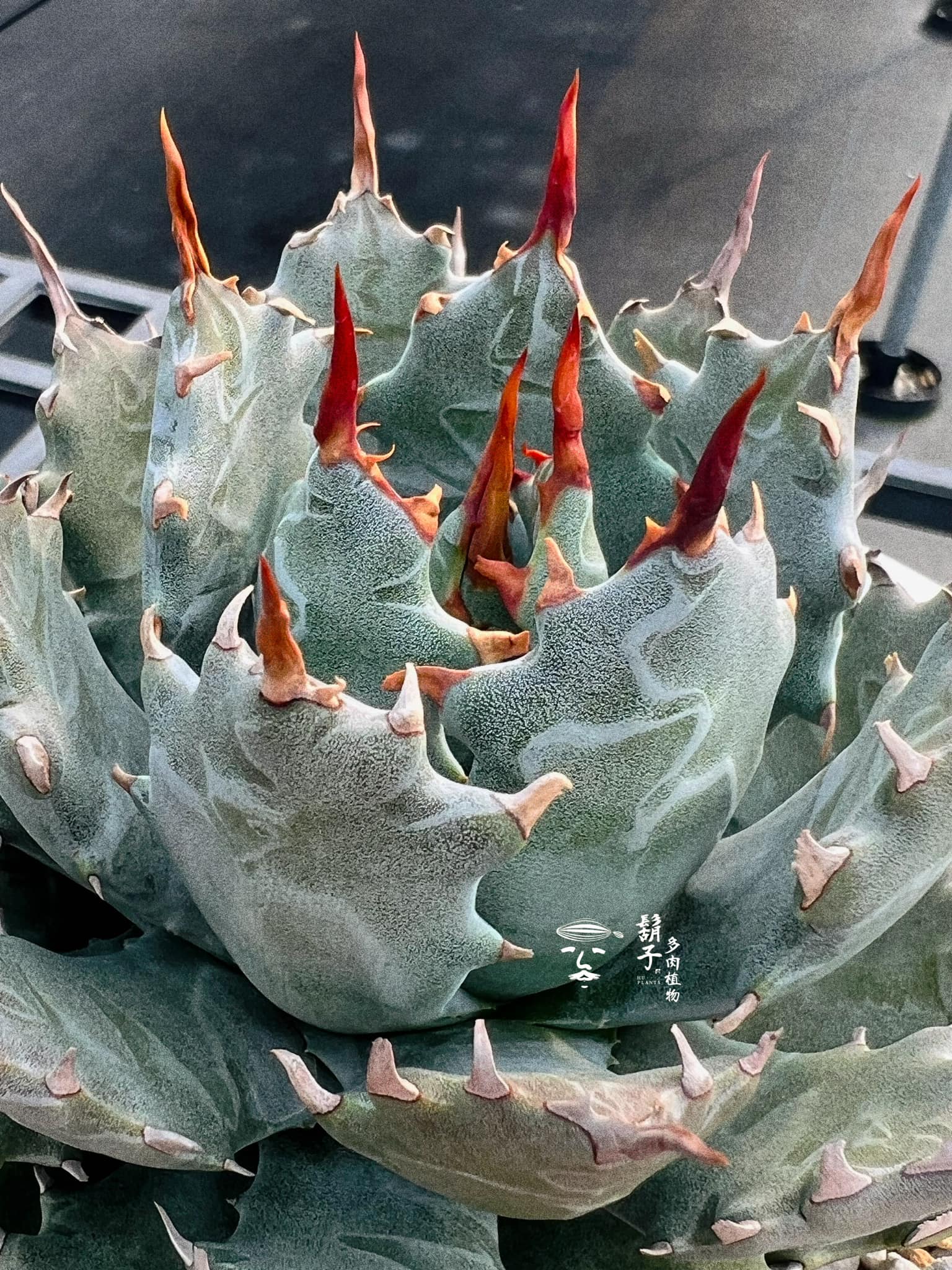 Hybrid Agave 『邪靈』 🥀 我很喜歡怪力亂神這個詞裡蘊藏著的生命力那