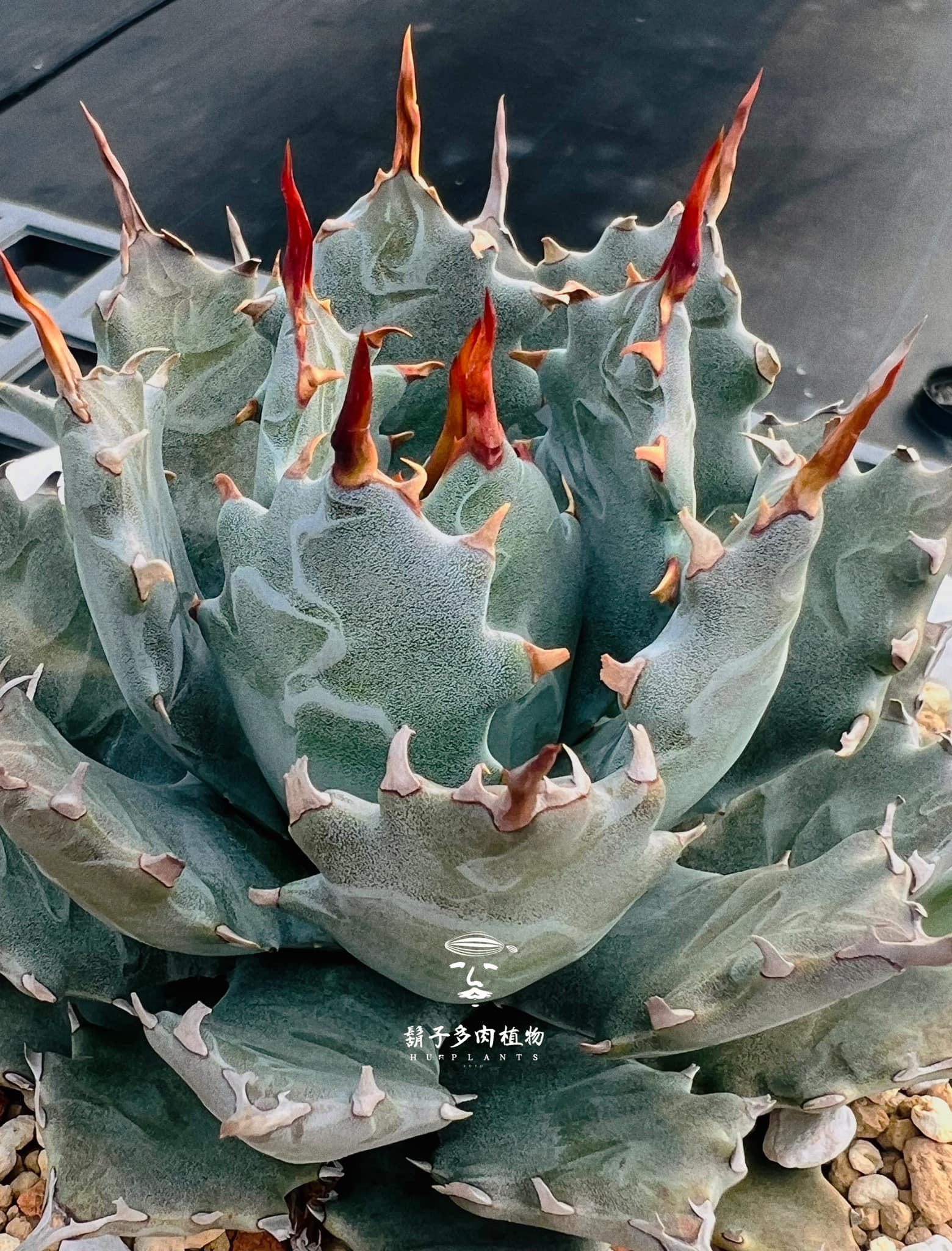 Hybrid Agave 『邪靈』 🥀 我很喜歡怪力亂神這個詞裡蘊藏著的生命力那