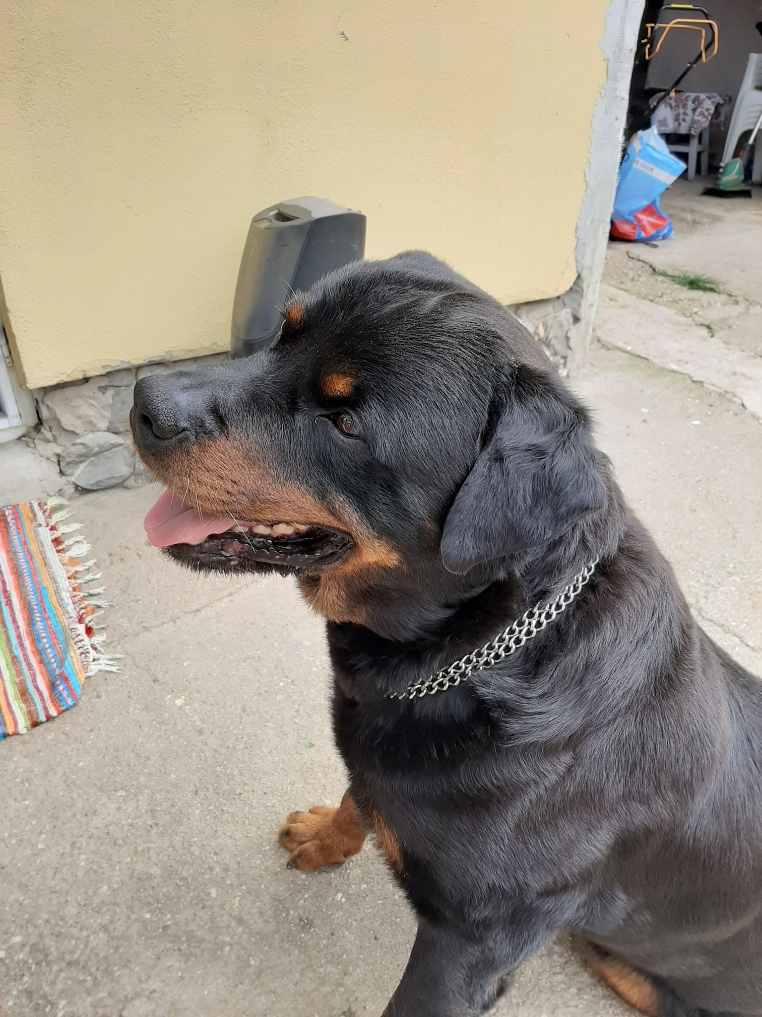 Santo The Rottweiler