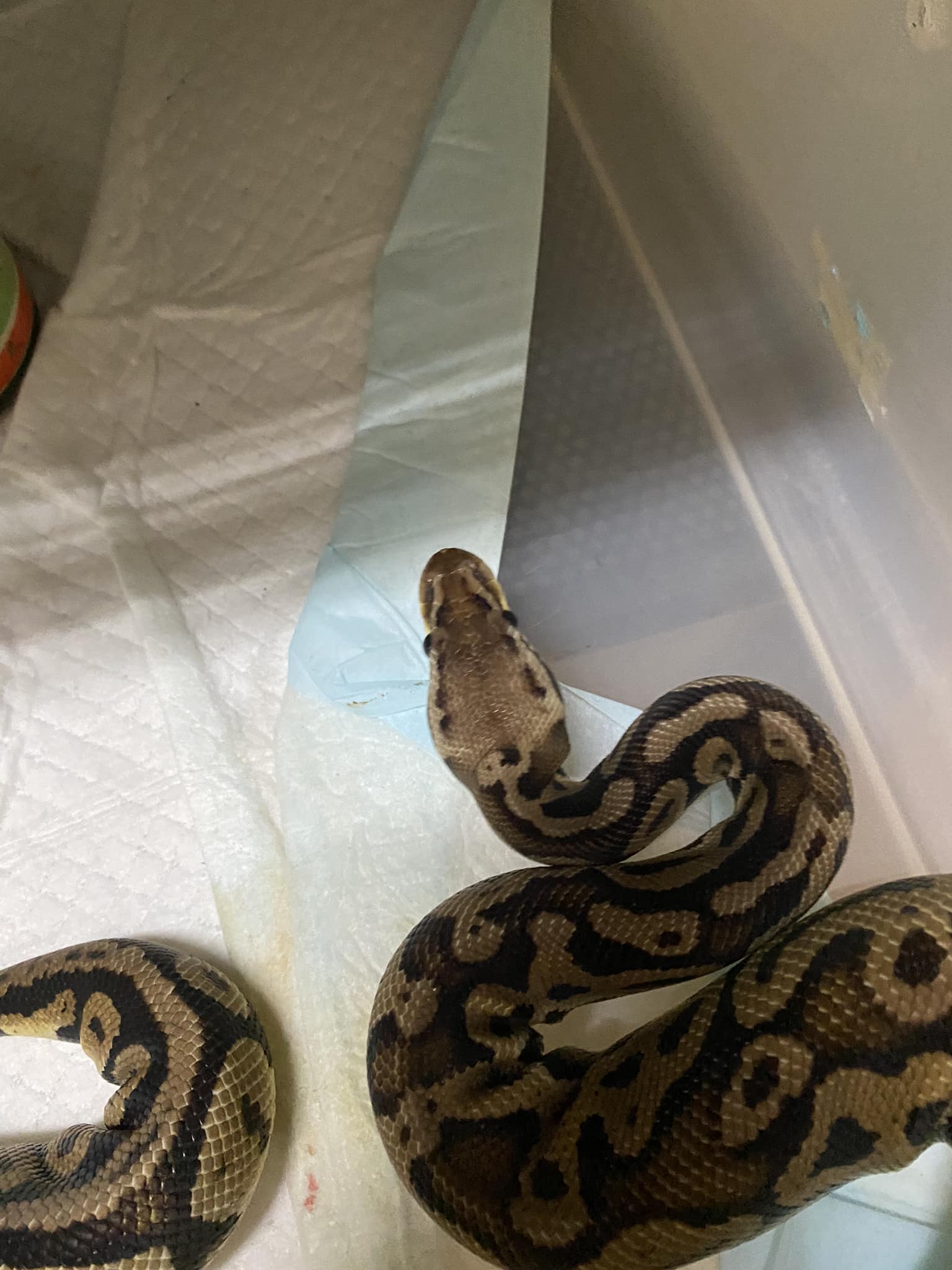 Snake Gentleman - ตัวนี้ตอนเล็กๆ สีสันค่อนข้างแตกต่างจาก... | Facebook