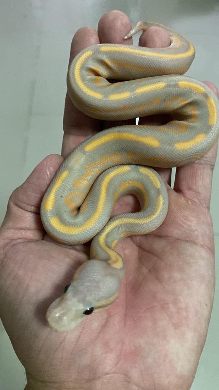 Snake Gentleman - ความละมุน นี่มันอะไร !!?!?! | Facebook