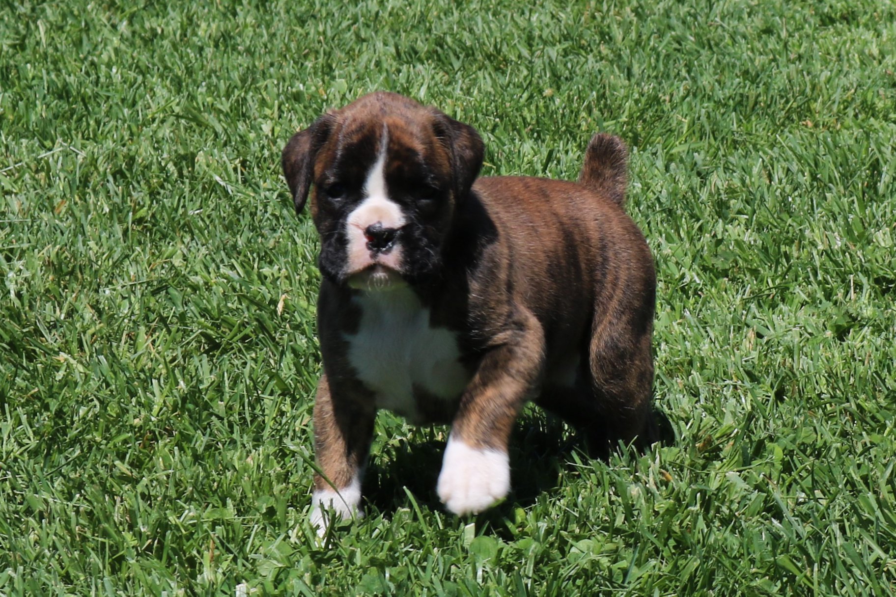 Meet our brindle girl, Gabbana. She... - Parsons Boxer Pups