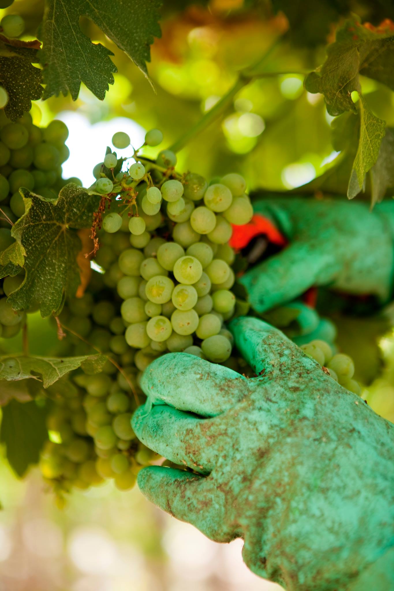 Incorregible Wines