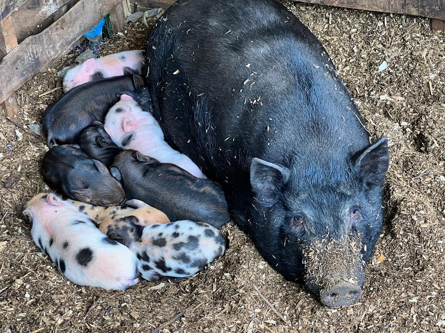 We have 16new piglets! KuneKune/AGH... - SwitchBack Ranch