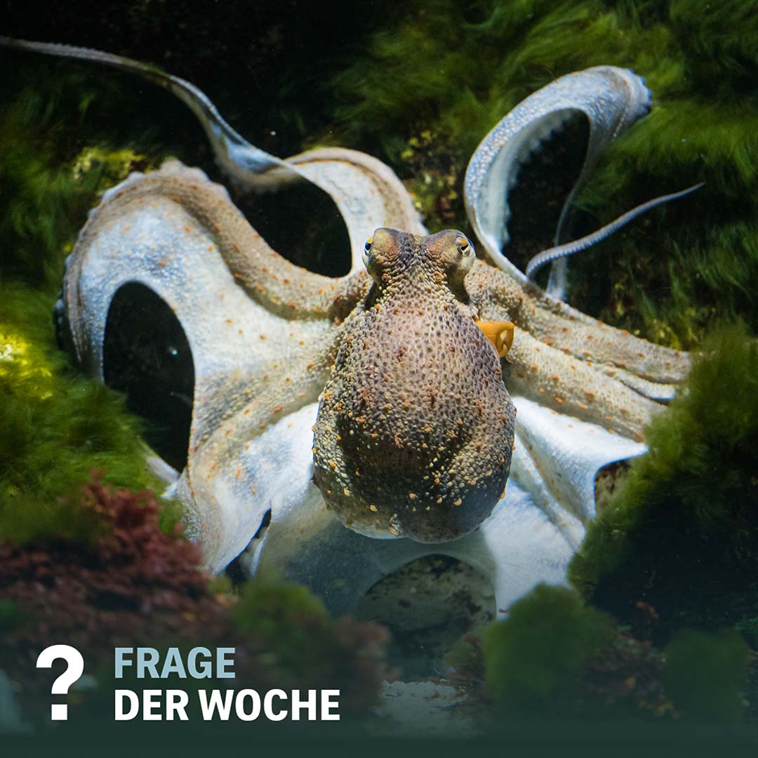 Zoo Basel - Der Gewöhnliche Krake (Octopus vulgaris) 🐙... | Facebook