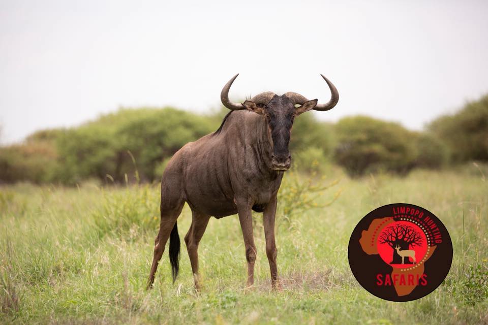 Falcodor Hunting Safaris added... - Falcodor Hunting Safaris