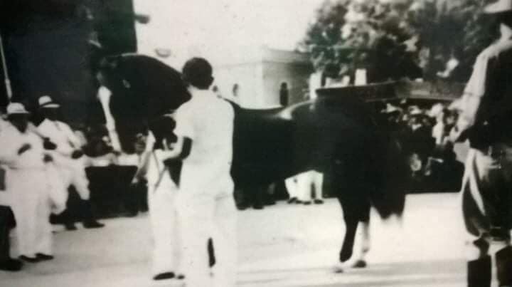 🐴🇵🇷Sigamos... - Paso Fino, Raza Autóctona de Puerto Rico | Facebook