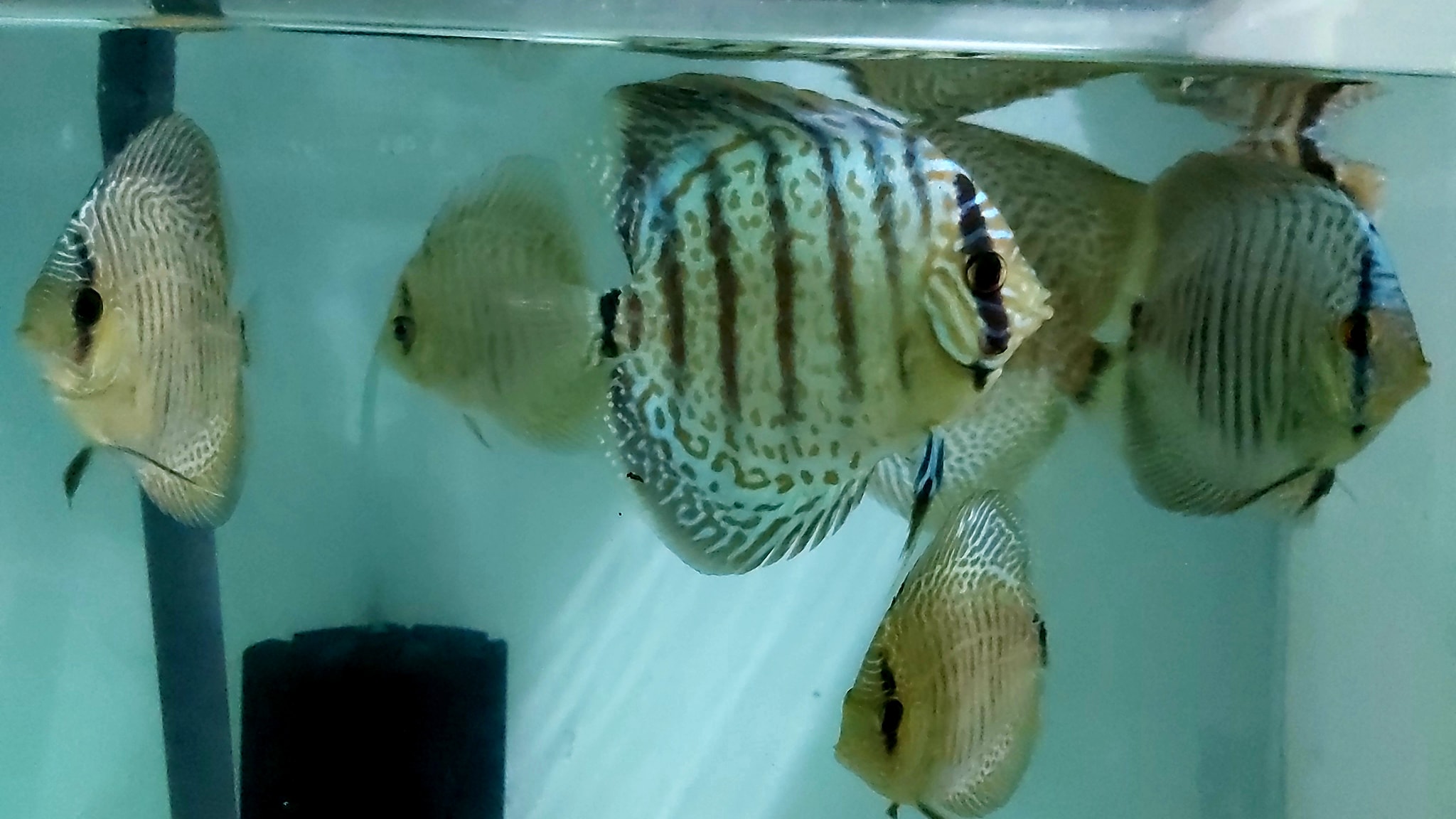 GA Discus - 😍 Ring Leopard 🤗 #discusfish #negombodiscus...