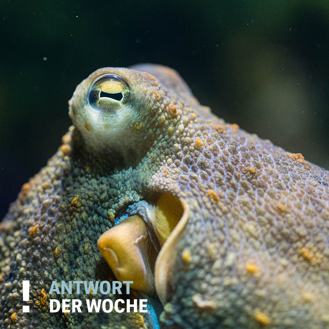 Zoo Basel - Der Gewöhnliche Krake (Octopus vulgaris) 🐙... | Facebook
