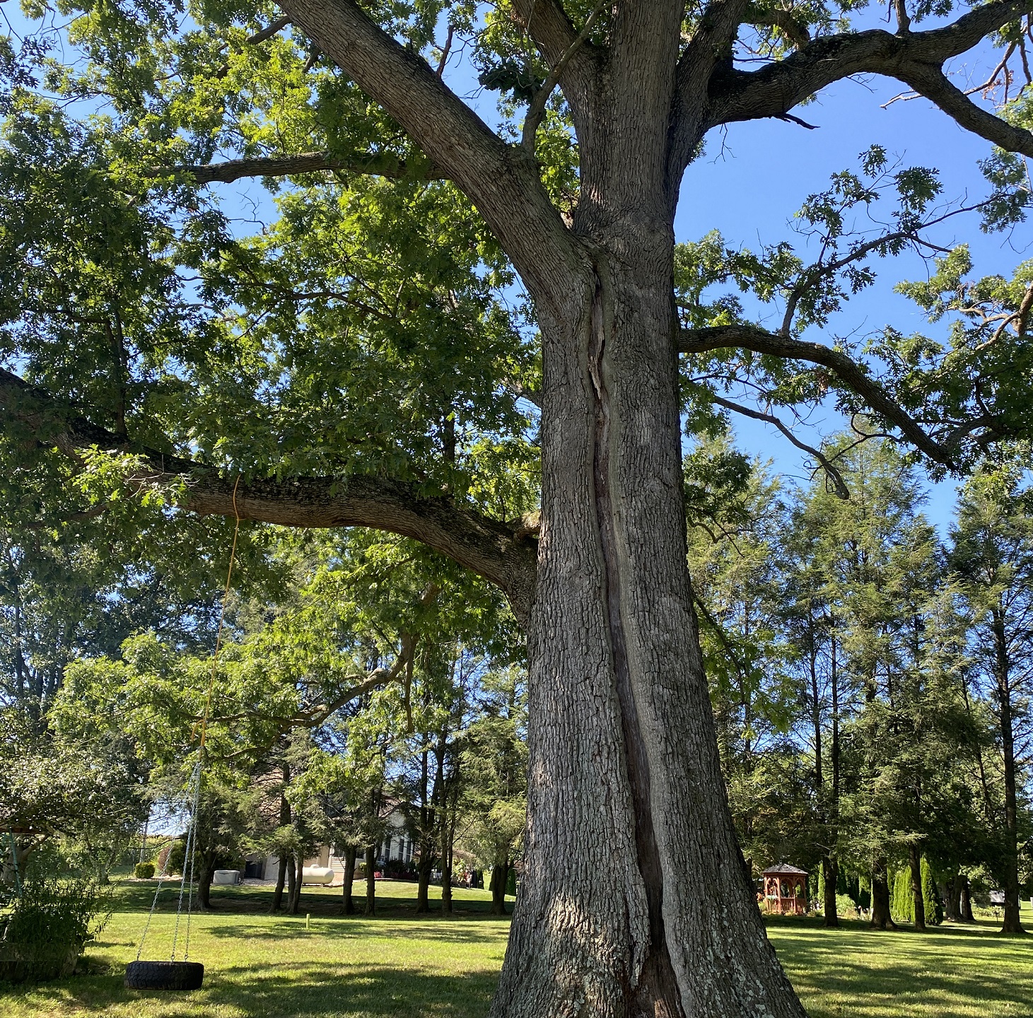Reaching Higher Tree Care | Atglen PA