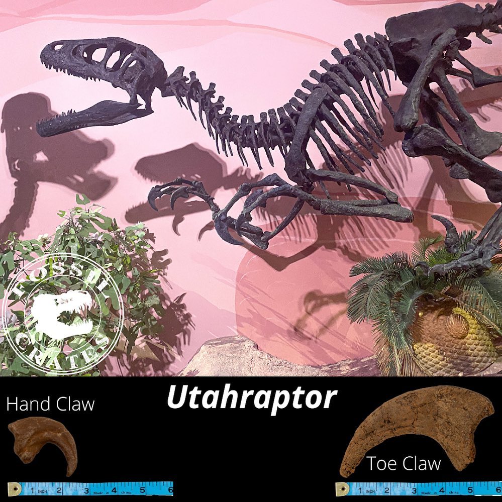 Fossil Crates - #FossilFriday 6/11/93 - Jurassic Park...
