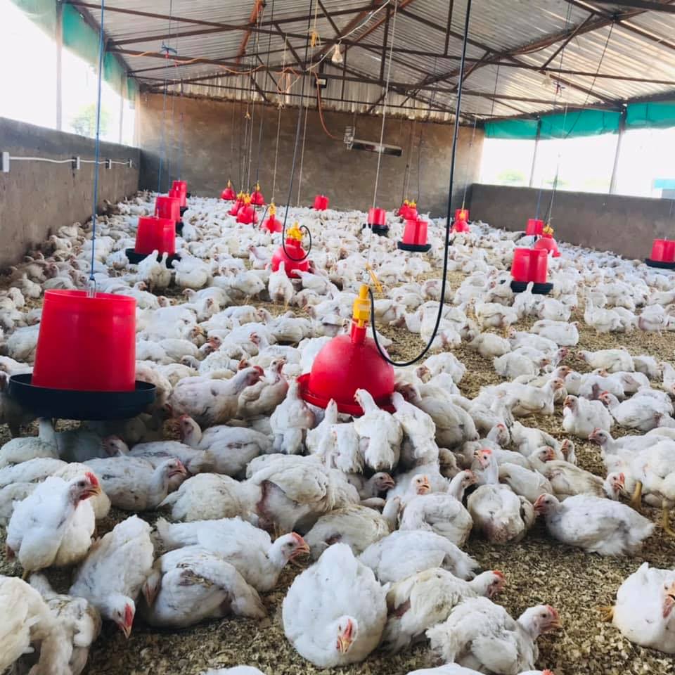 🐥🔥 DAY 1–3: BROILER BROODING ESSENTIALS The first 72 hours are critical ...