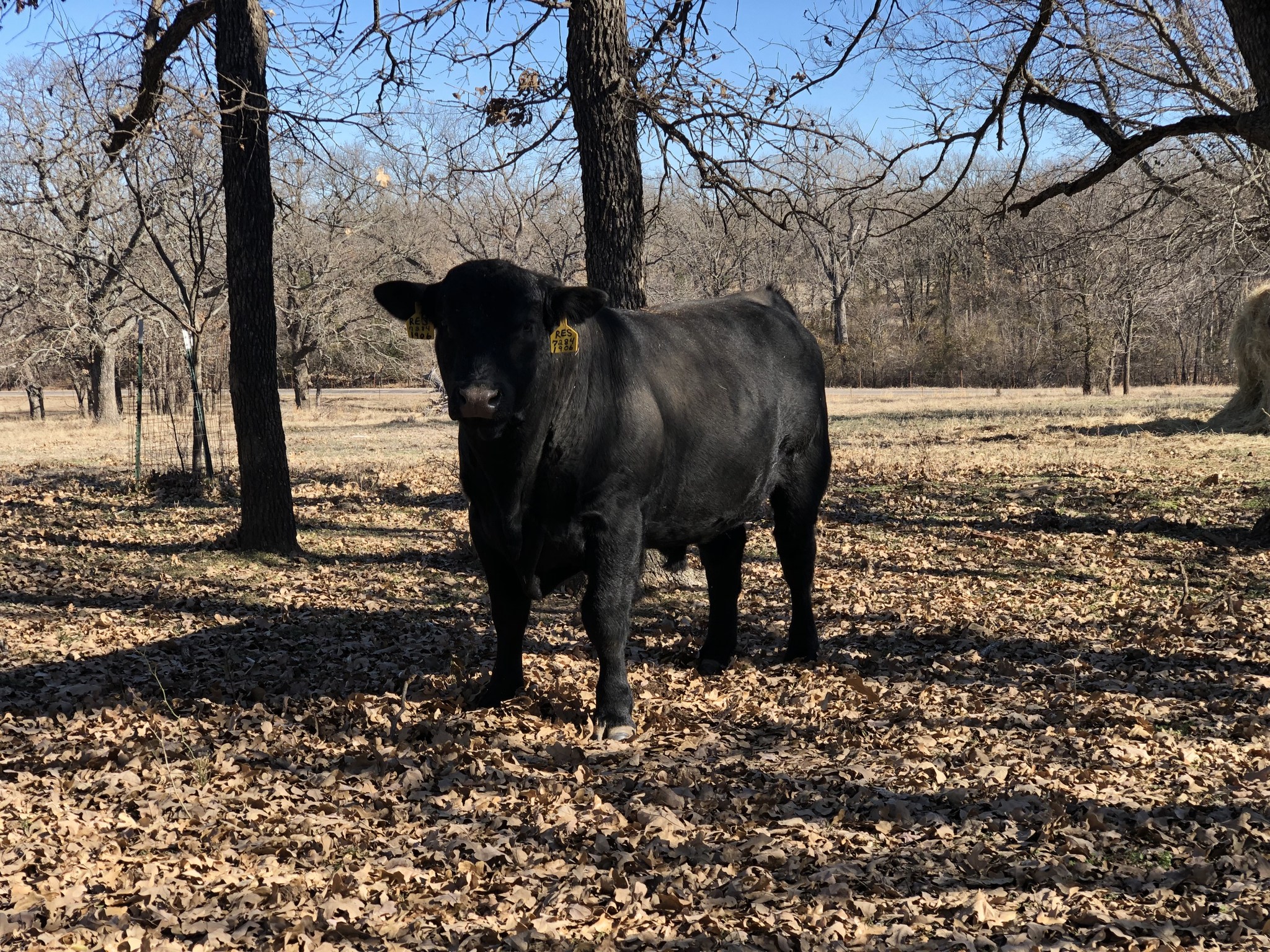 A new sheriff in town!!! Meet BV... - Bliss Valley Angus | Facebook